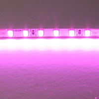 Светодиодная лента Lightstar 12W/m 120LED/m розовый 5M 420512
